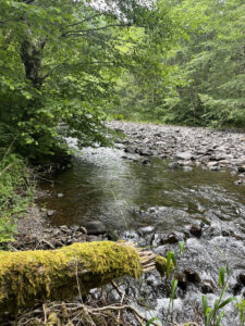 Tillamook Forest Creek