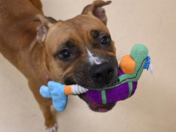 Dogs of Oregon Humane Society