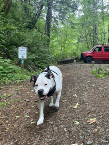 Dog Camping