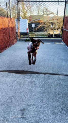 Dogs of Oregon Humane Society