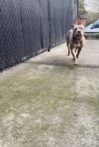 Dogs of Oregon Humane Society