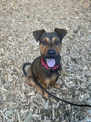 Dogs of Oregon Humane Society