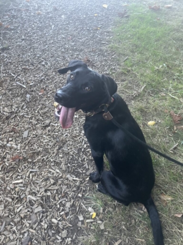 Dogs of Oregon Humane Society