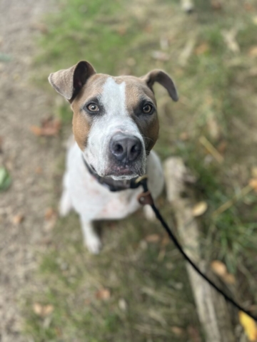 Dogs of Oregon Humane Society