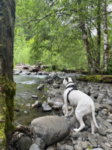 Campground Creek View