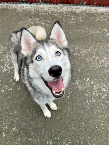 Dogs of Oregon Humane Society