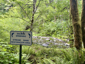 Salmon Spawning Creek