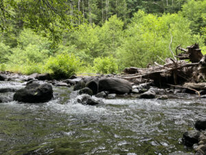 Tillamook Forest Creek