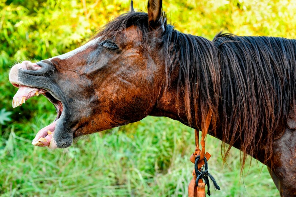 Funny Idiom “Don’t Look A Gift Horse in the Mouth?”