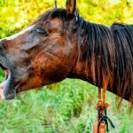 Horse Mouth